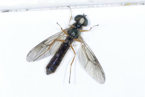 Sargus bipunctatus